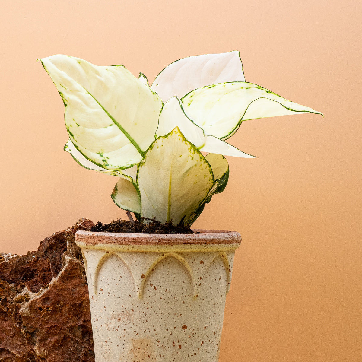 Aglaonema White Joy im Detail