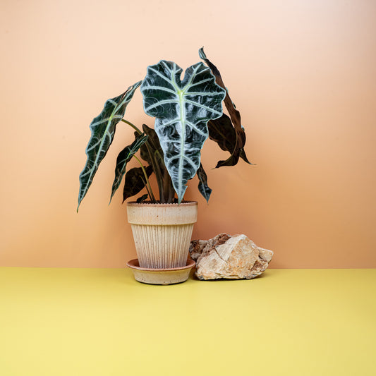Alocasia Amazonica – Zimmerpflanze mit hellen Blattadern – potflourri