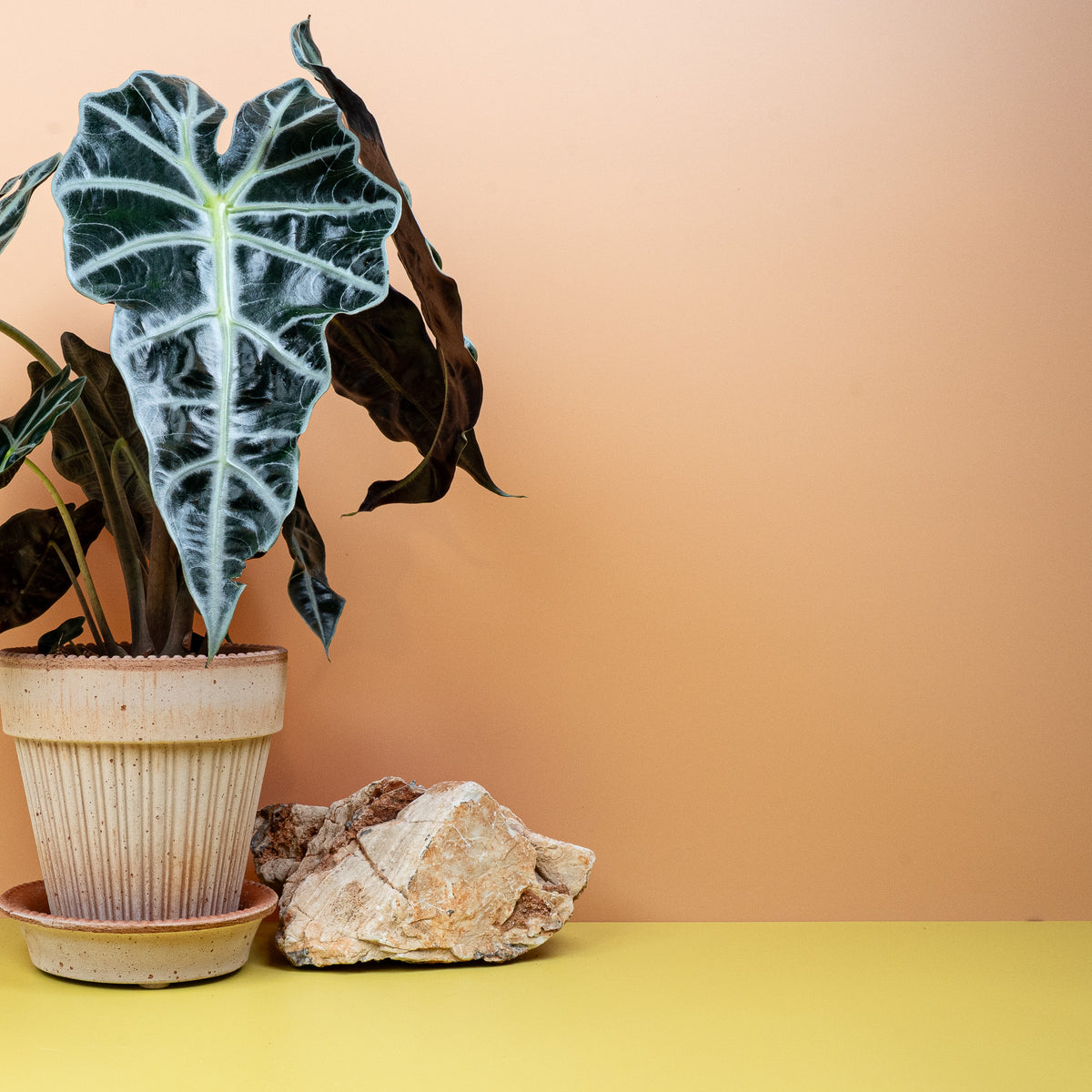 Alocasia Amazonica, pfeilförmige tiefgrüne Blätter