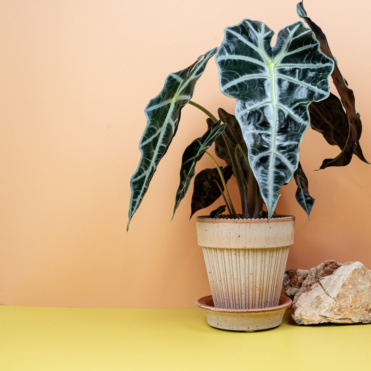 Alocasia Amazonica – grafische Blattzeichnung