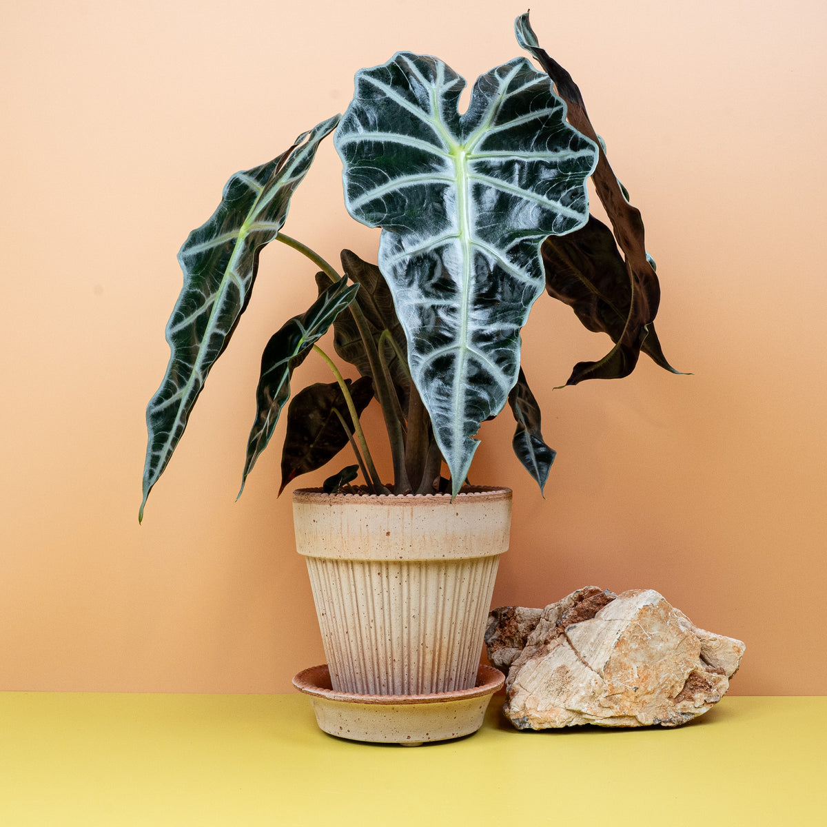 Alocasia Amazonica, cremeweiße Adern
