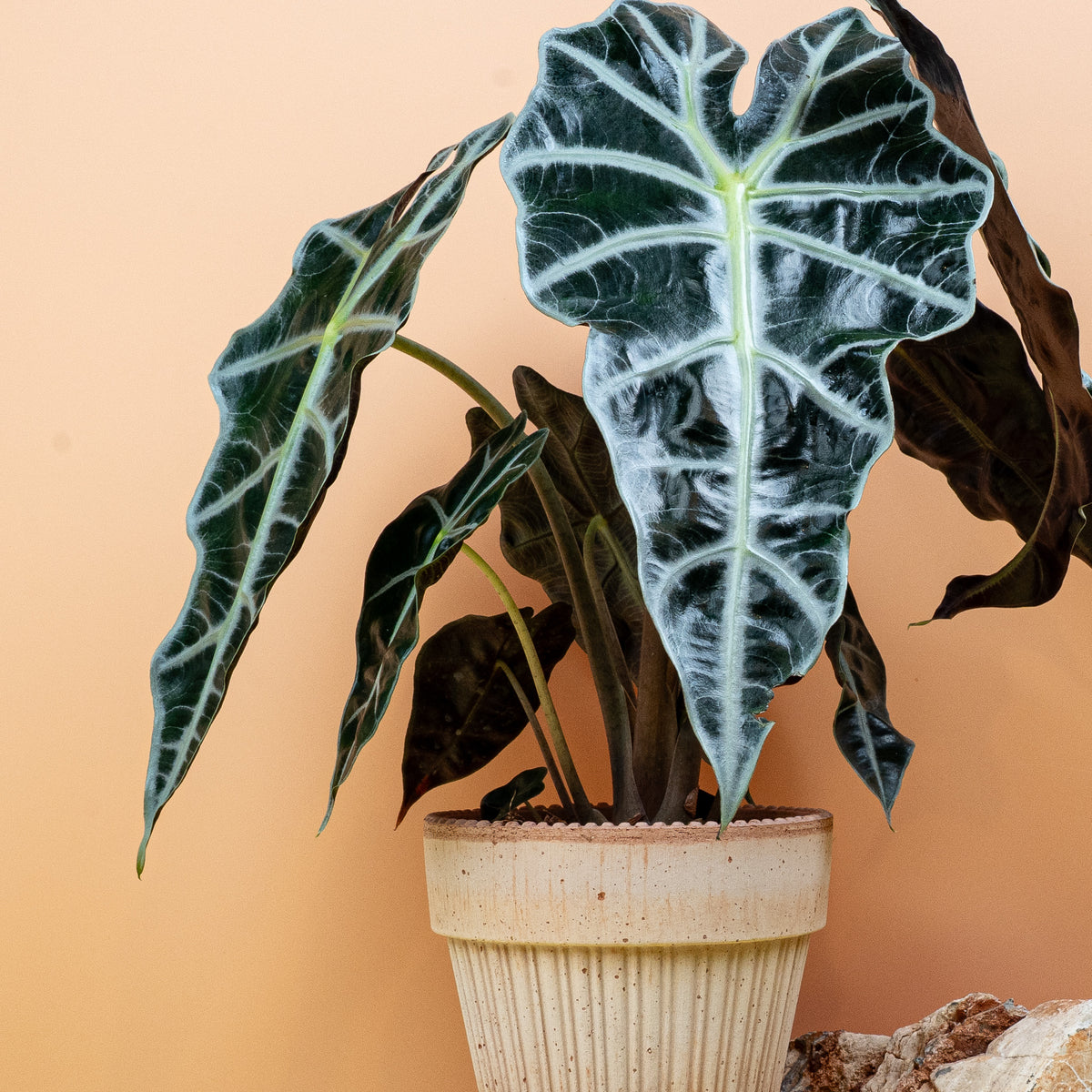 Alocasia Amazonica – exotische Ästhetik