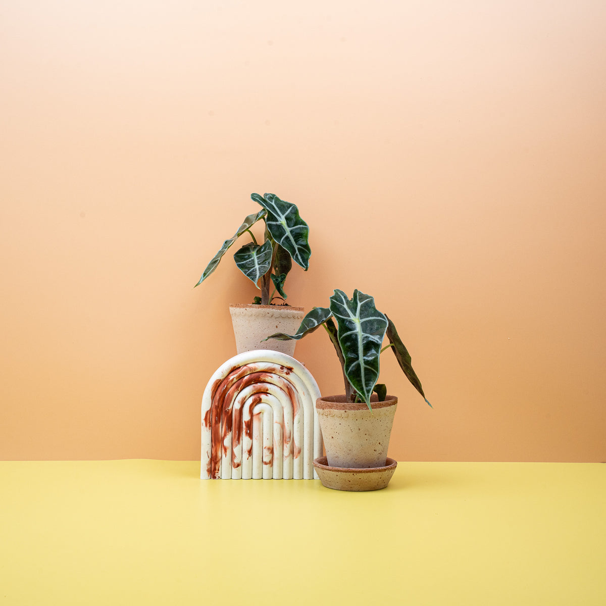 Alocasia Amazonica in Größe M im Kulturtopf – potflourri