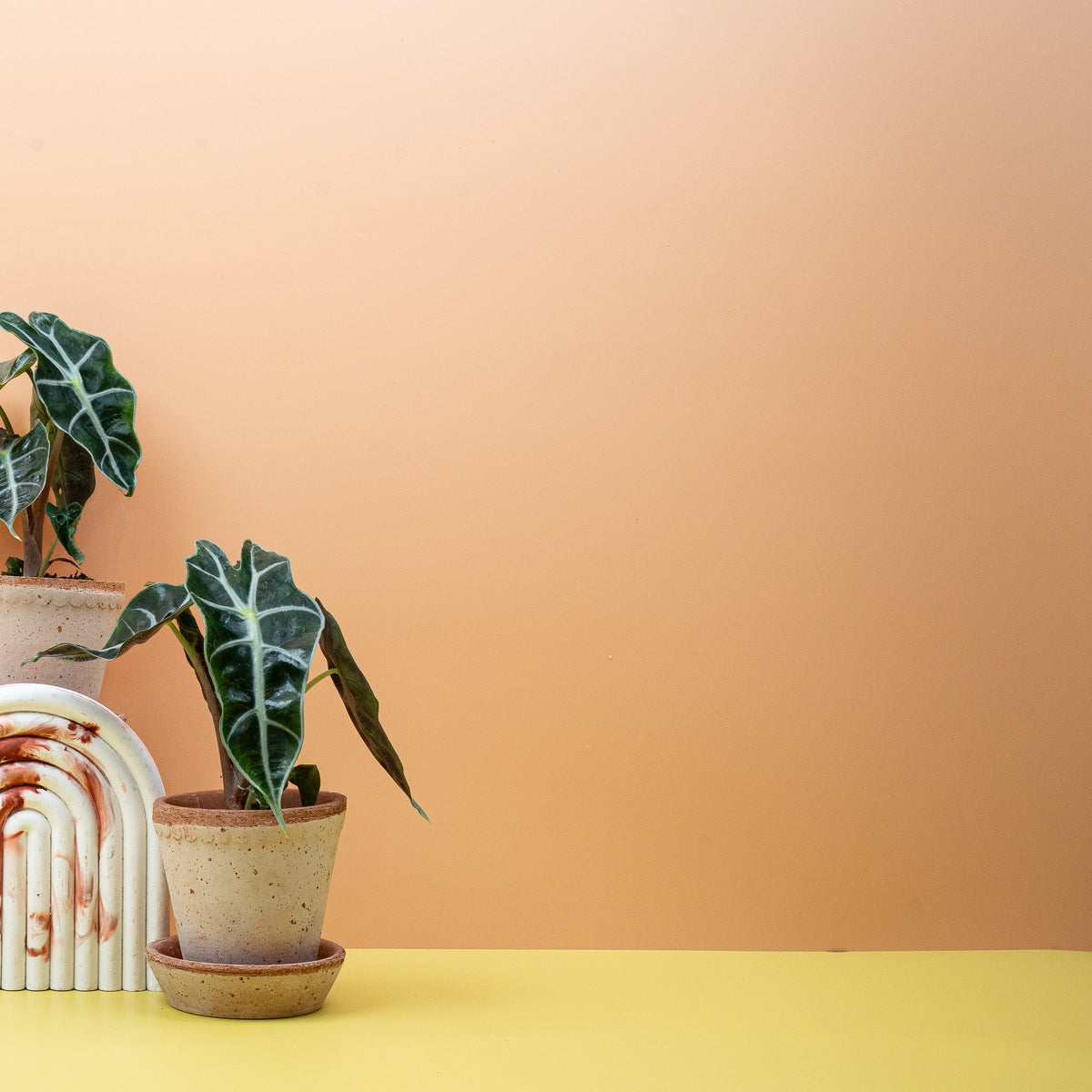 Alocasia Amazonica – Blattunterseite mit ausgeprägten Adern