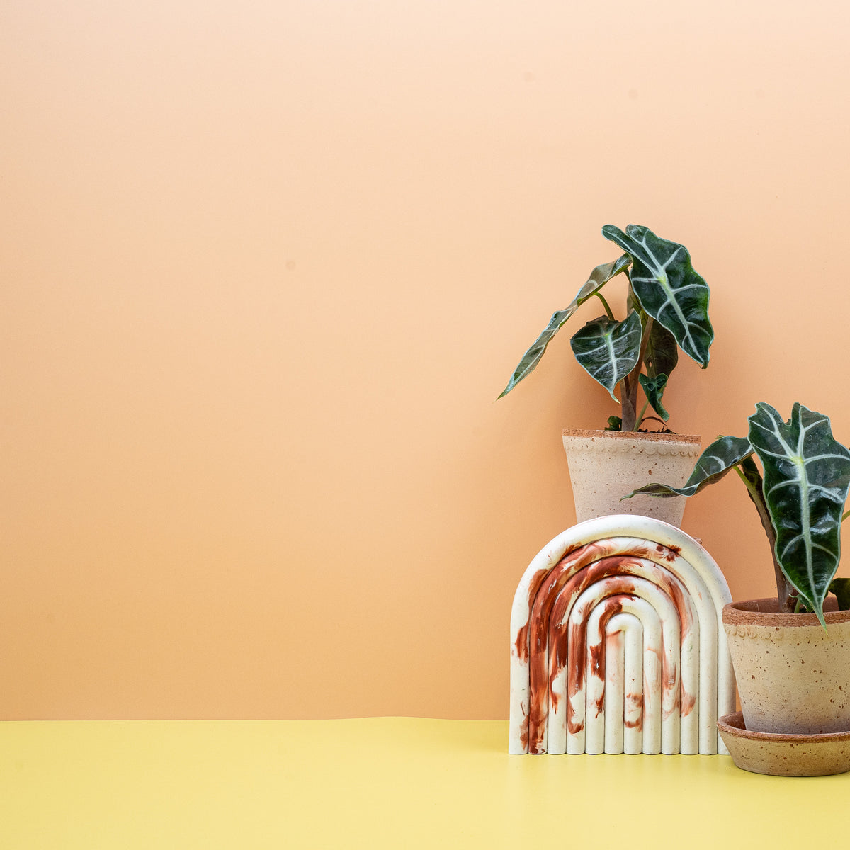 Alocasia Amazonica – junges, aufgerolltes Blatt