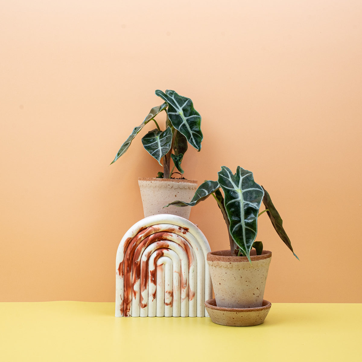 Alocasia Amazonica als Zimmerpflanze im Wohnraum