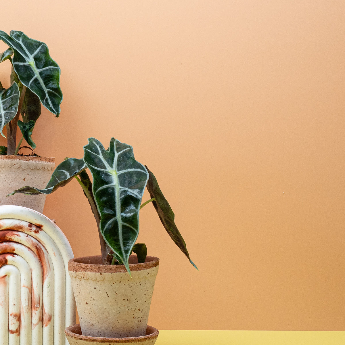 Alocasia Amazonica – Gesamtansicht der Pflanze mit Topf
