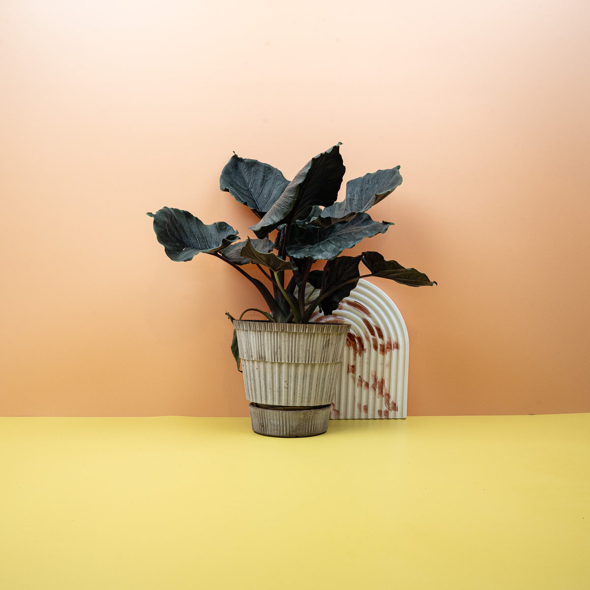 Alocasia Antoro Velvet, elegante Silhouette