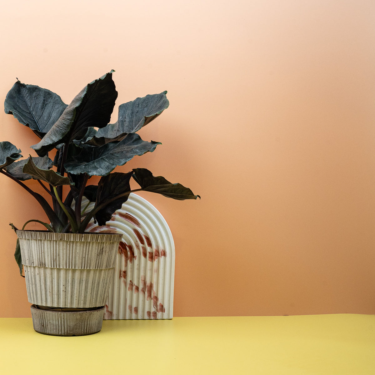 Alocasia Antoro Velvet, Gesamtwuchs der Pflanze