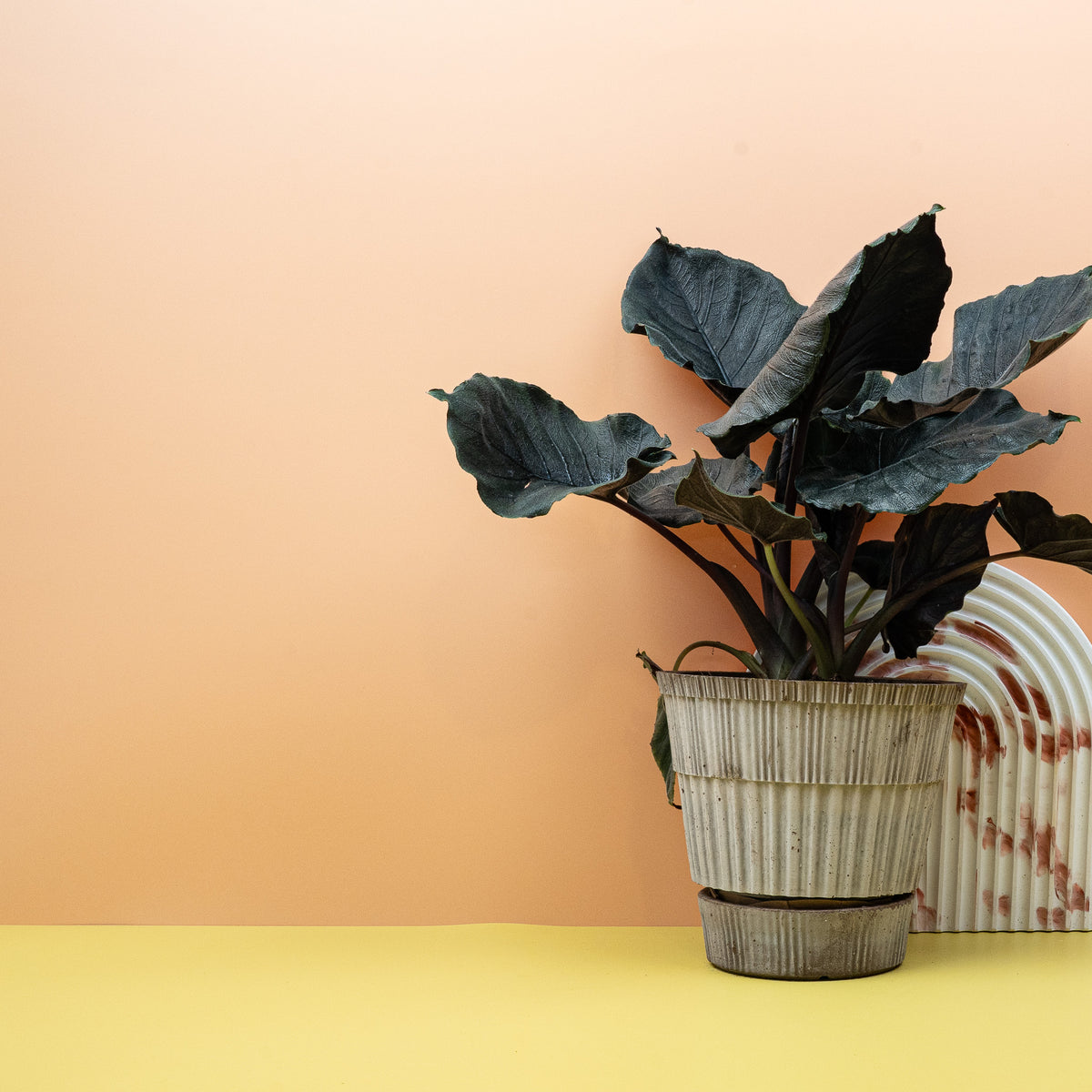 Alocasia Antoro Velvet – junges Blatt an aufrechtem Stiel