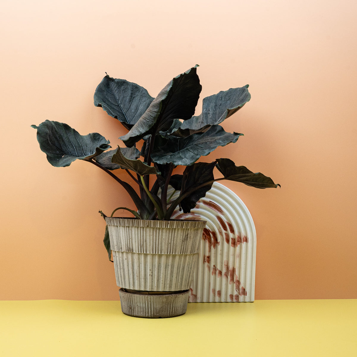 Alocasia Antoro Velvet als Zimmerpflanze im Kulturtopf