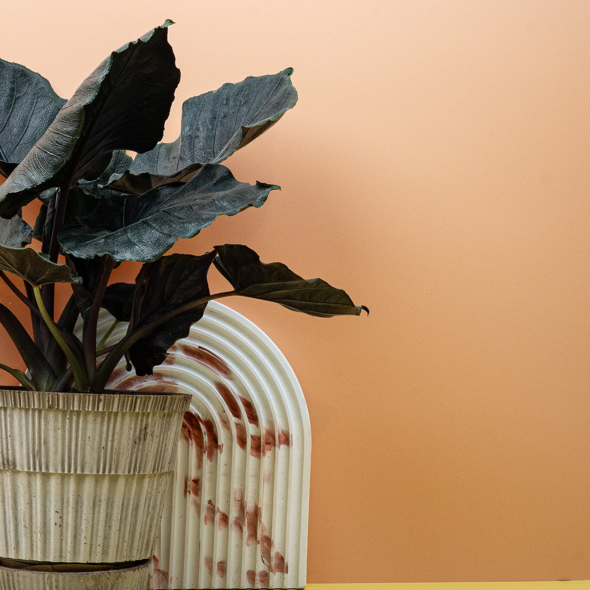 Alocasia Antoro Velvet – samtiges Blatt in Anthrazit