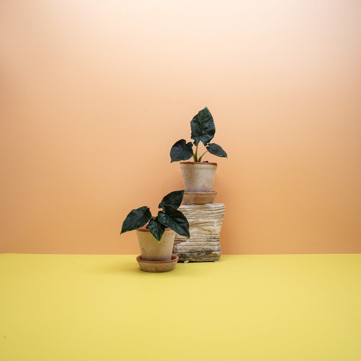 Alocasia Antoro Velvet, aufrechte kompakte Wuchsform