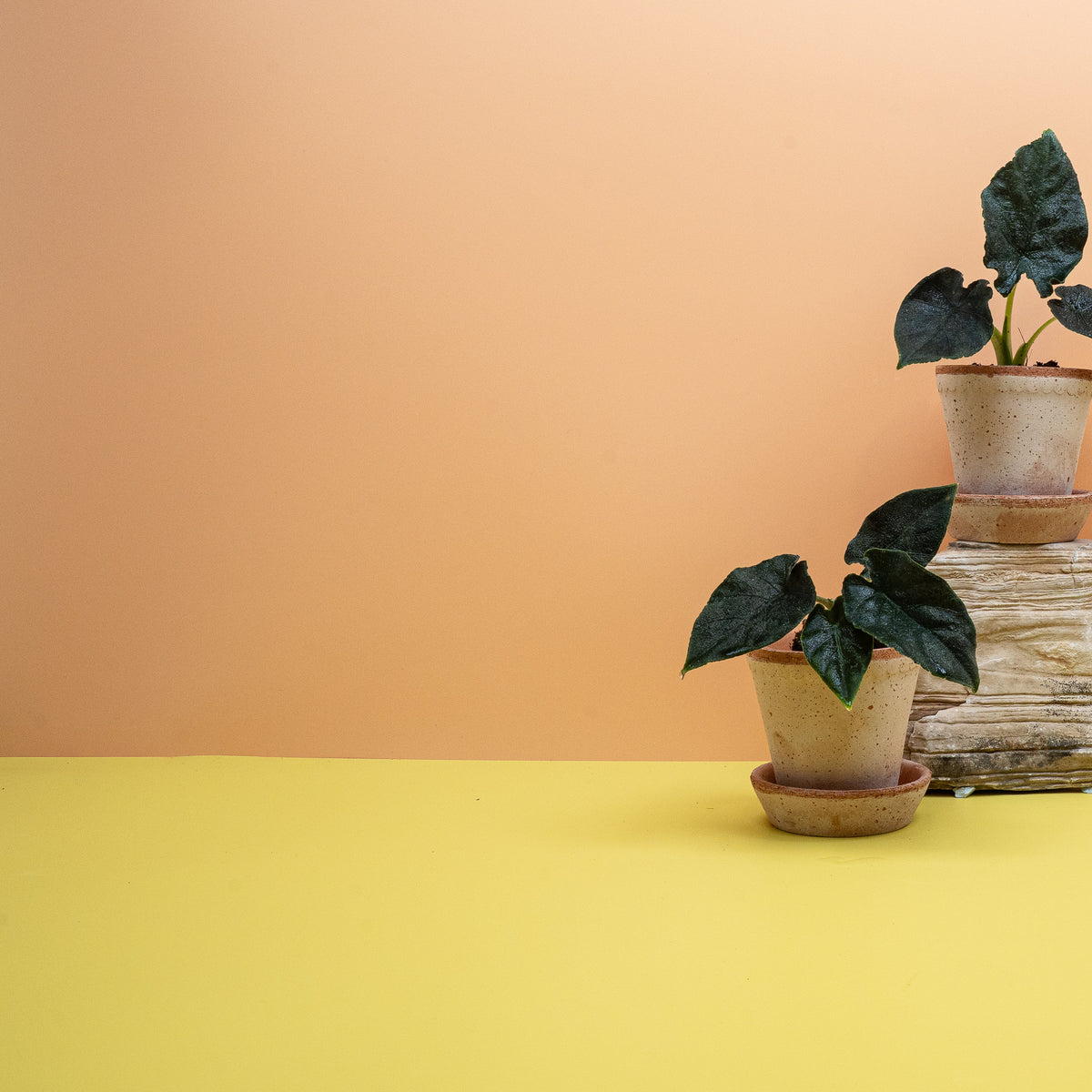 Alocasia Antoro Velvet – matte, tiefdunkle Blattfläche