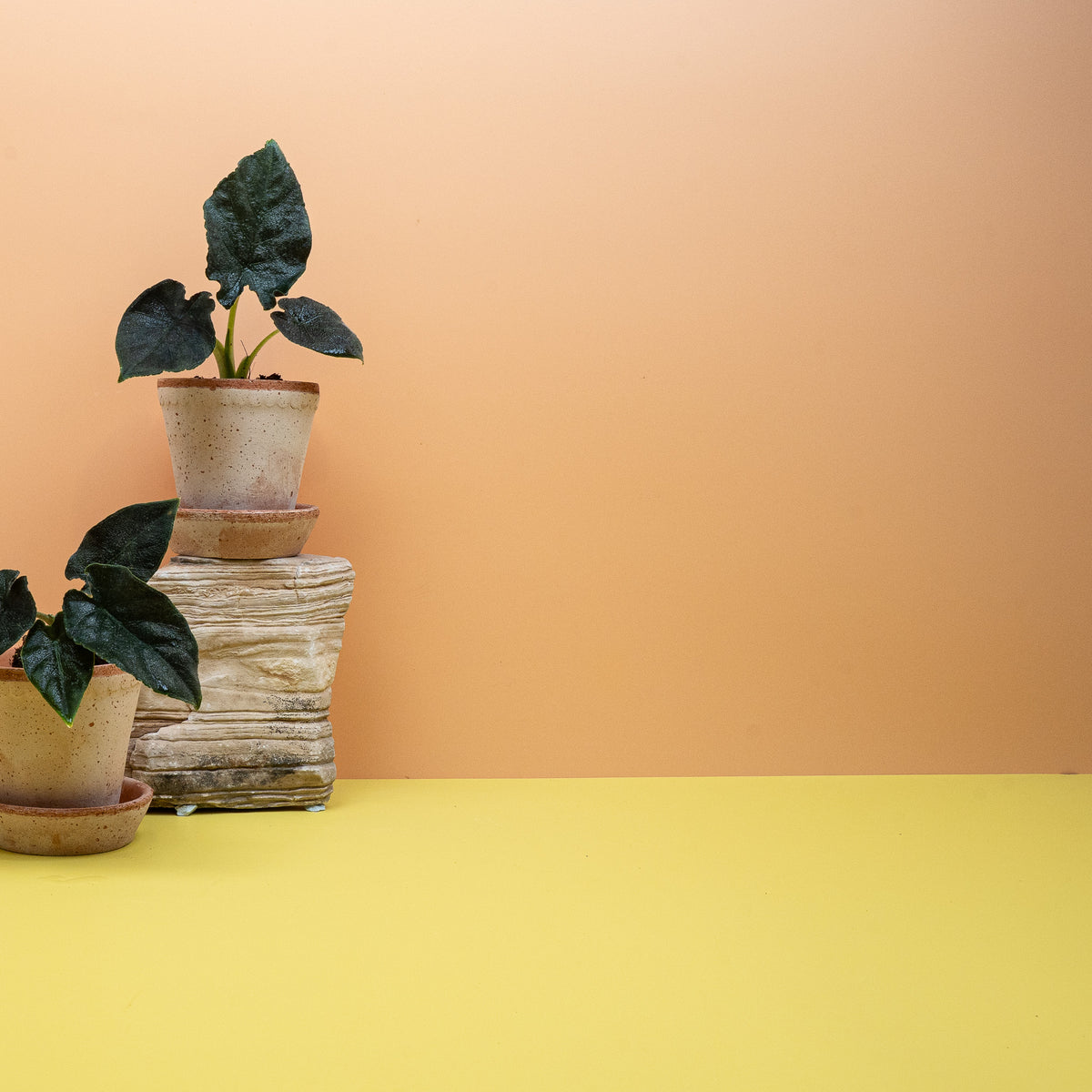 Alocasia Antoro Velvet, samtige Oberfläche ohne Glanz