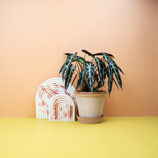 Alocasia Bambino – kompakte Zimmerpflanze mit schmalen Blättern – potflourri