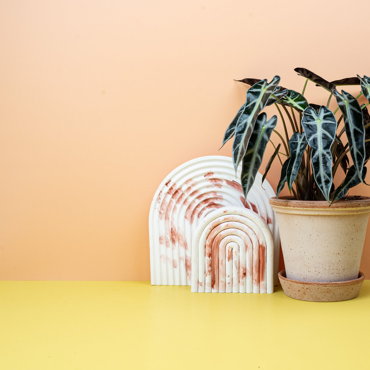 Alocasia Bambino – helle Blattadern