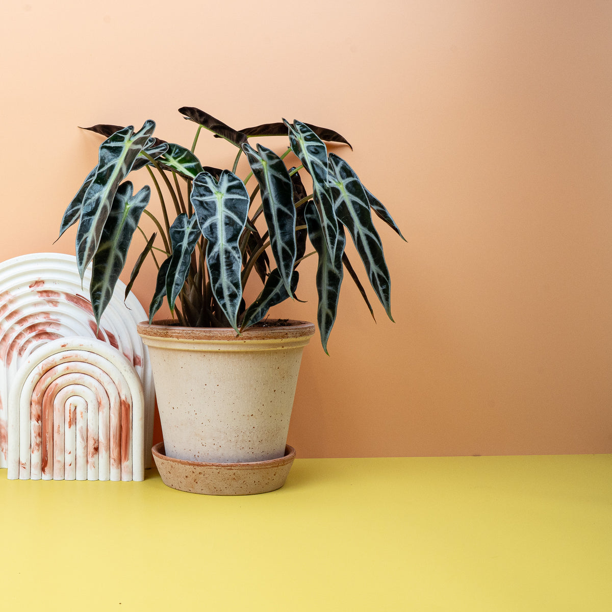 Alocasia Bambino, aufrechte Erscheinung