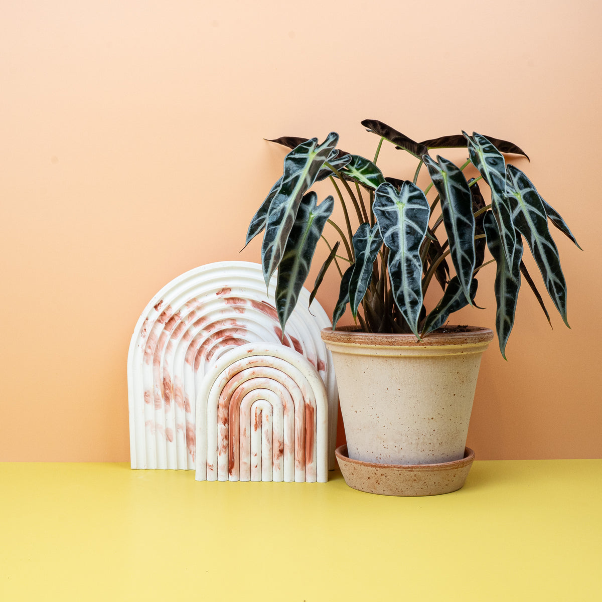 Alocasia Bambino – kompakte Zimmerpflanze mit schmalen Blättern – potflourri