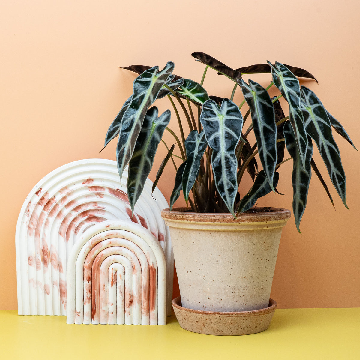 Alocasia Bambino – grafischer, moderner Look