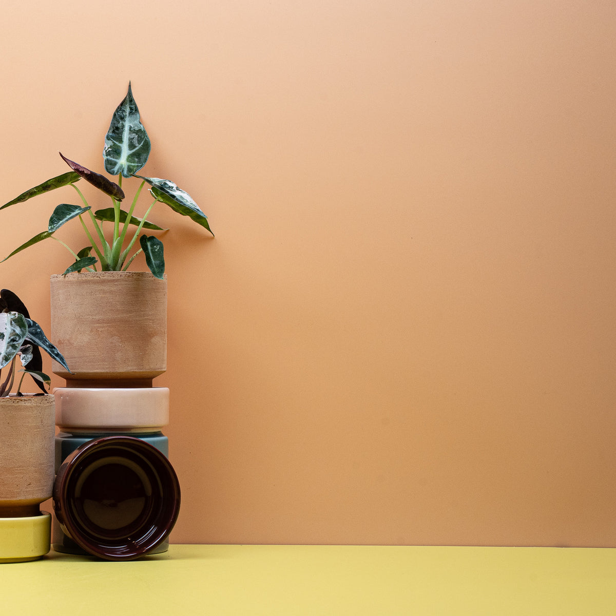 Alocasia Bambino Variegata, junges Blatt – Ansicht 7