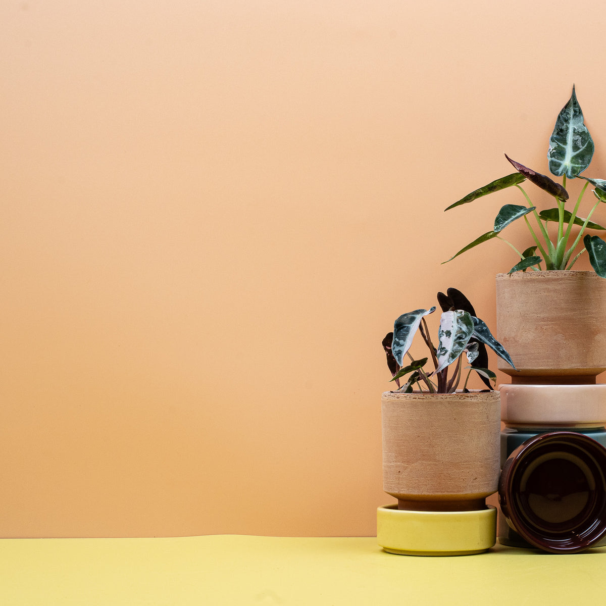 Alocasia Bambino Variegata im Topf – Ansicht 8