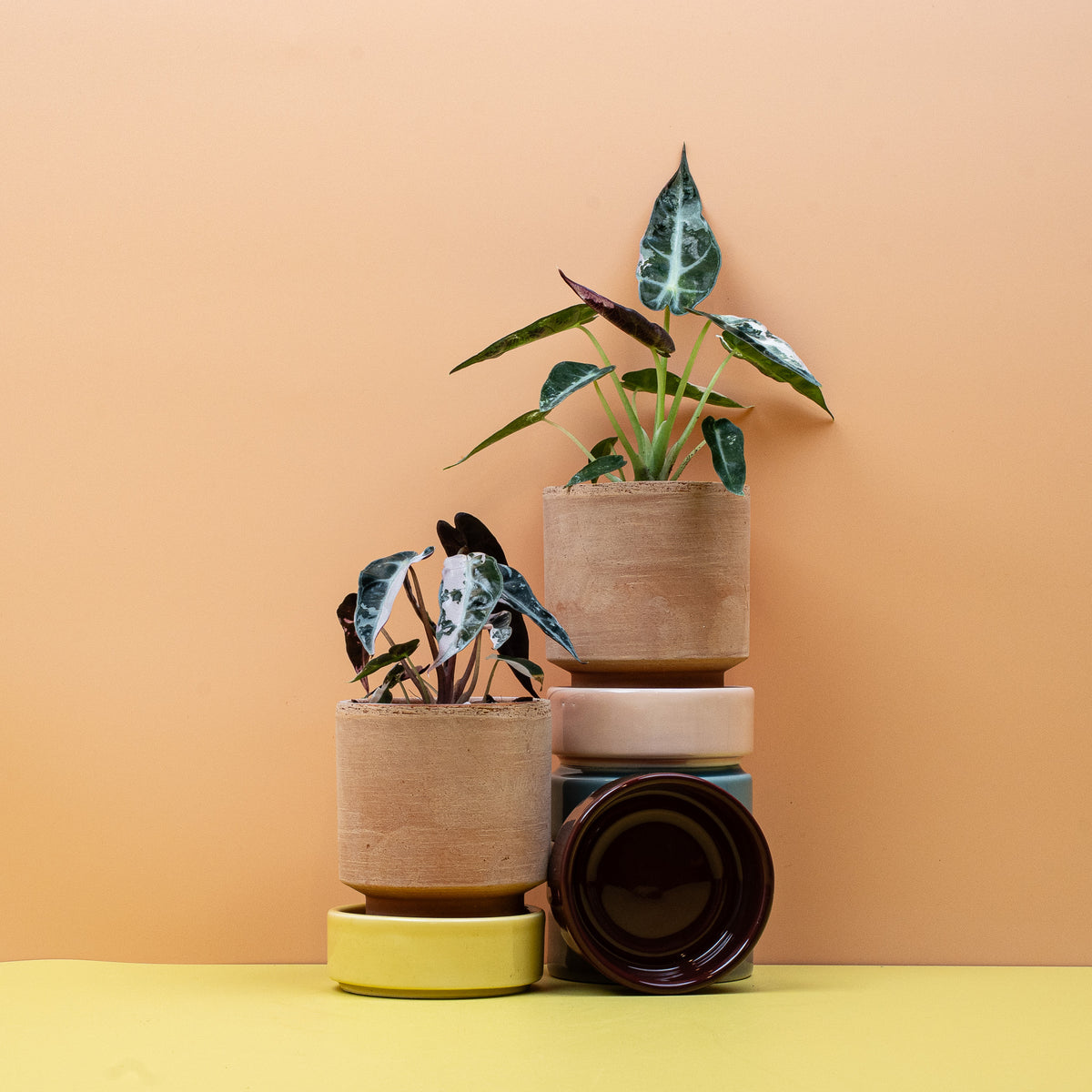 Alocasia Bambino Variegata, Wuchsform – Ansicht 9