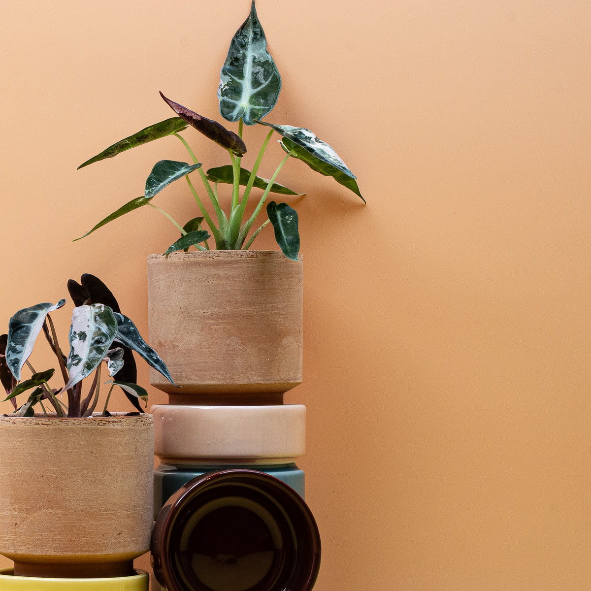Alocasia Bambino Variegata, Detailaufnahme – Ansicht 10