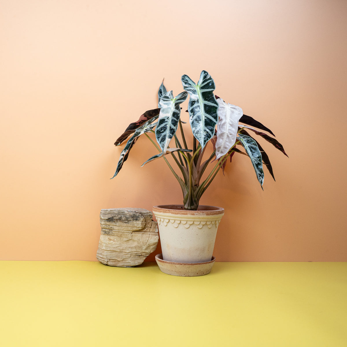 Alocasia Bambino Variegata mit schmalen pfeilförmigen Blättern