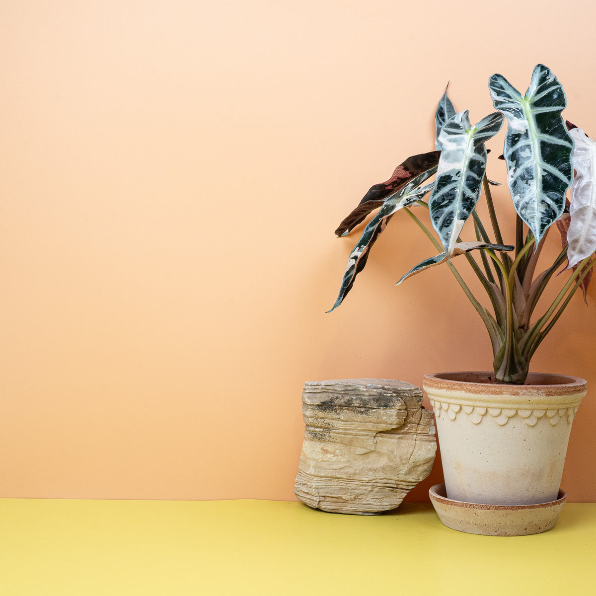 Alocasia Bambino Variegata, kompakte Wuchsform