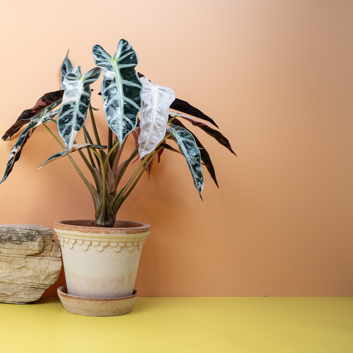 Alocasia Bambino Variegata, individuelles Blattmuster