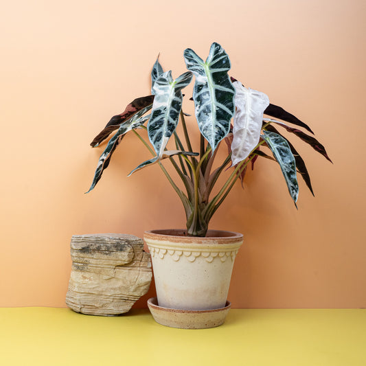 Alocasia Bambino Variegata, cremeweiße Panaschierung – potflourri