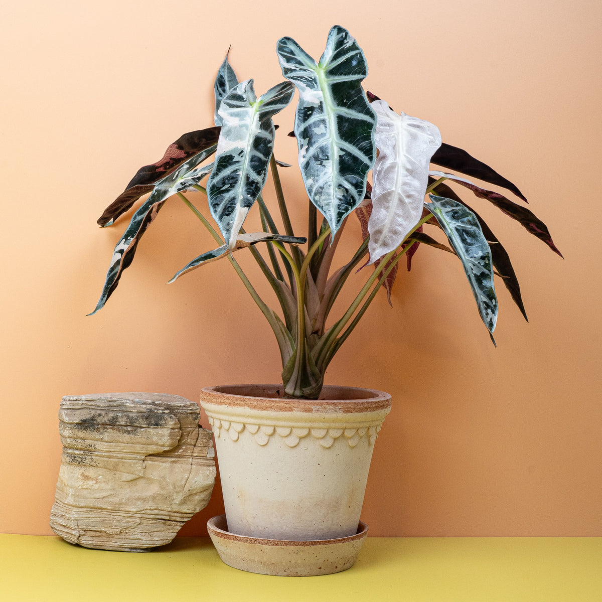 Alocasia Bambino Variegata, Blattdetail in Nahaufnahme