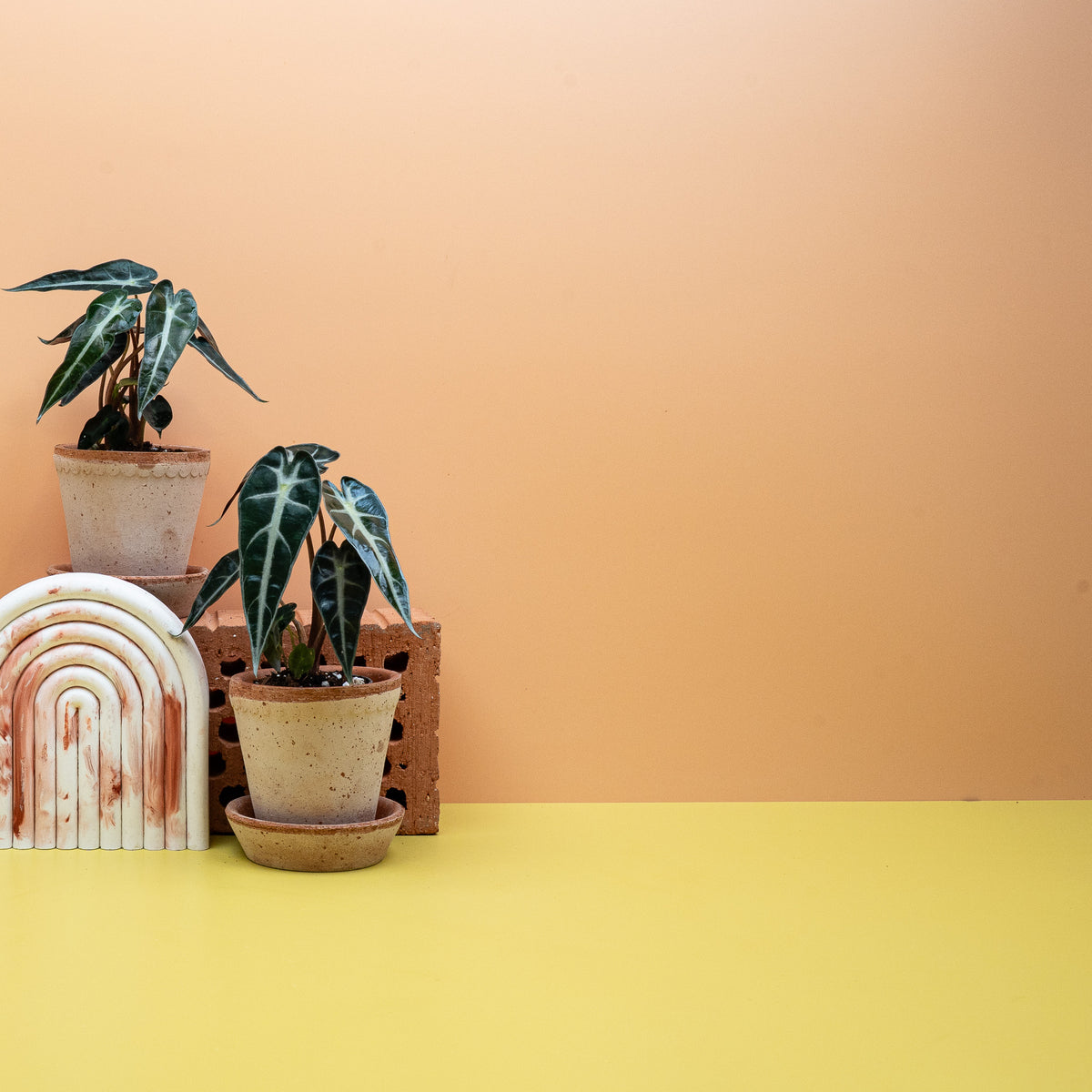 Alocasia Bambino – dunkelgrünes Laub mit hellen Blattadern – potflourri