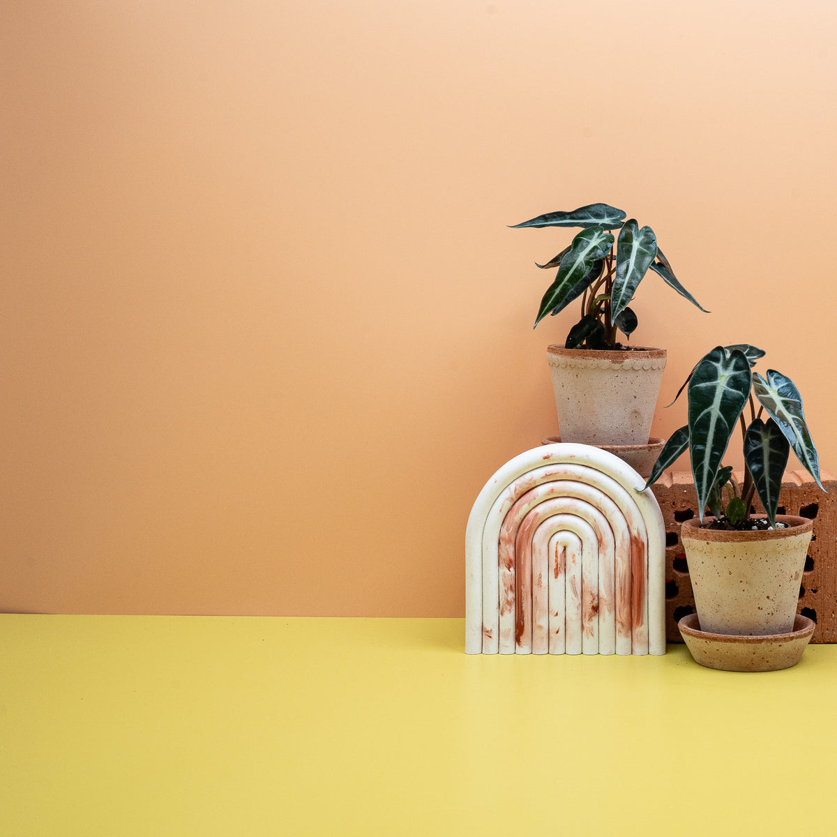 Alocasia Bambino – aufrechter, platzsparender Wuchs – potflourri