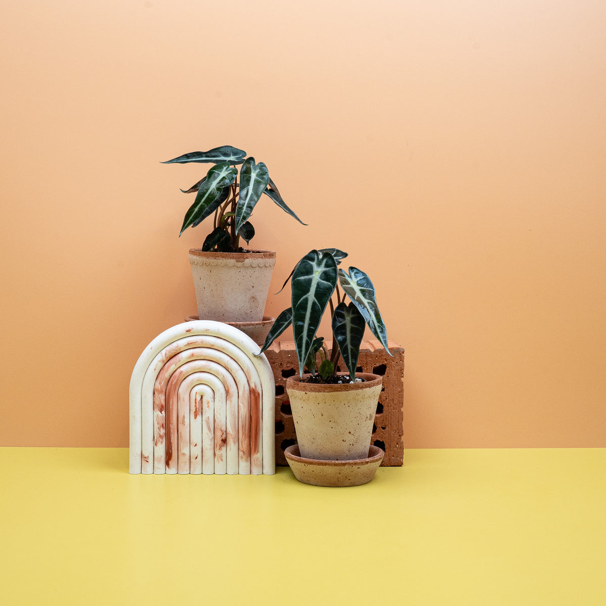Alocasia Bambino – schmale Pfeilblätter mit heller Aderung – potflourri
