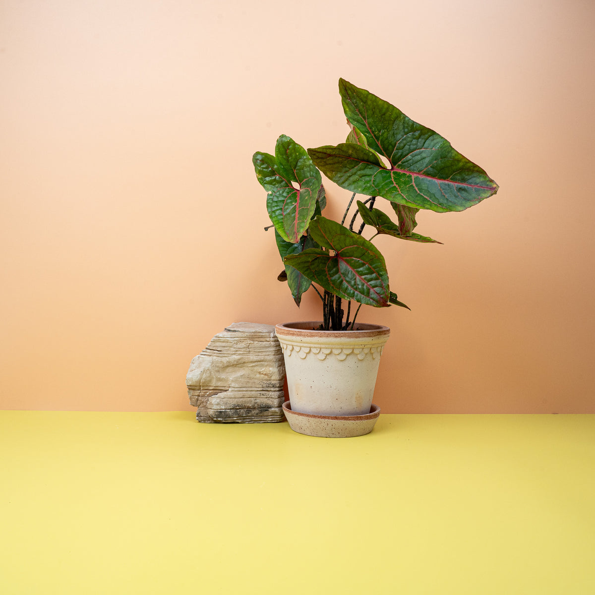 Alocasia Black Jack mit markanter Blattstruktur