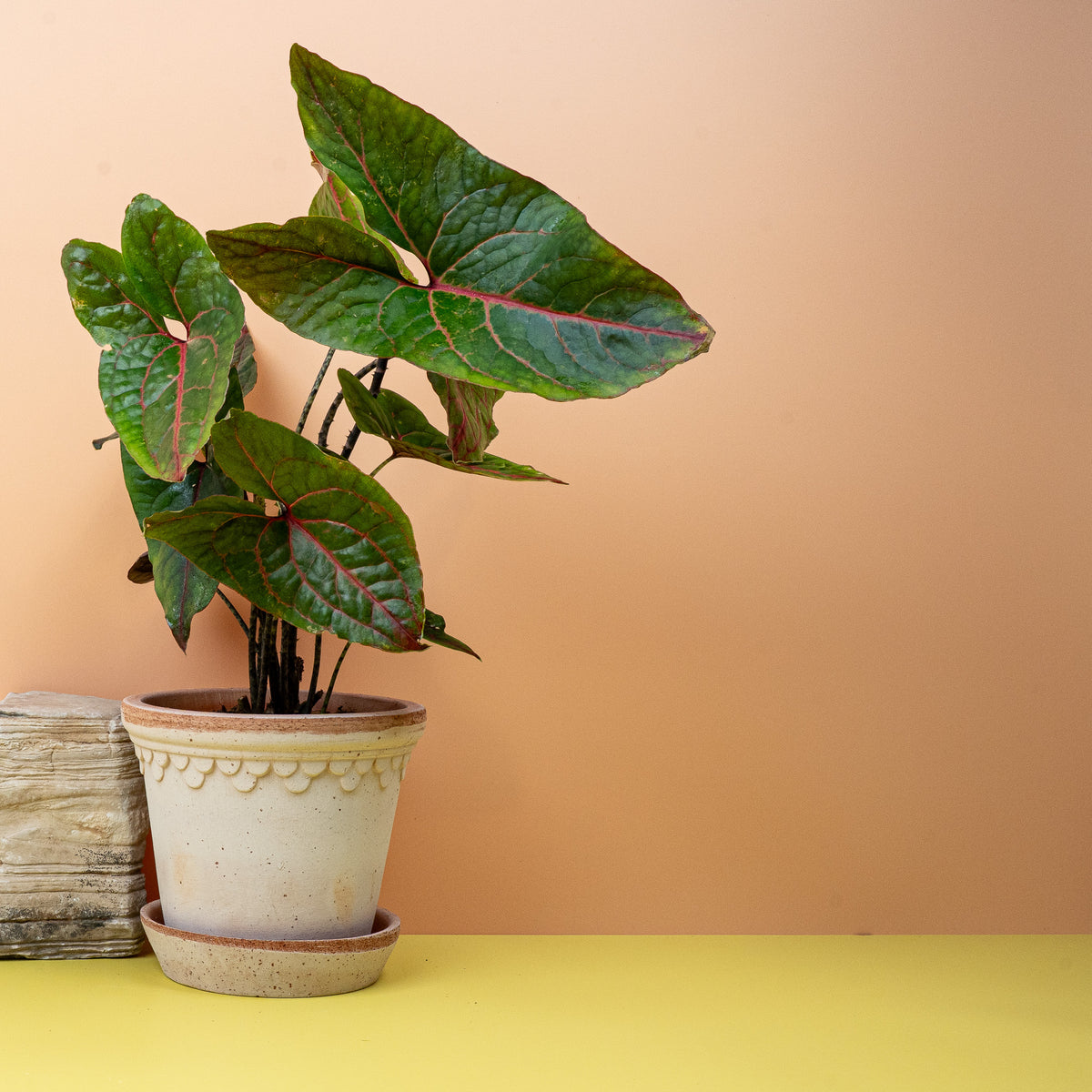 Alocasia Black Jack, luxuriöse Zimmerpflanze