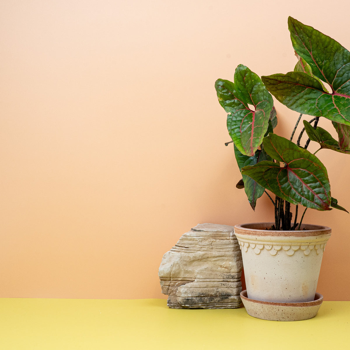 Alocasia Black Jack, kraftvolle Silhouette im Detail