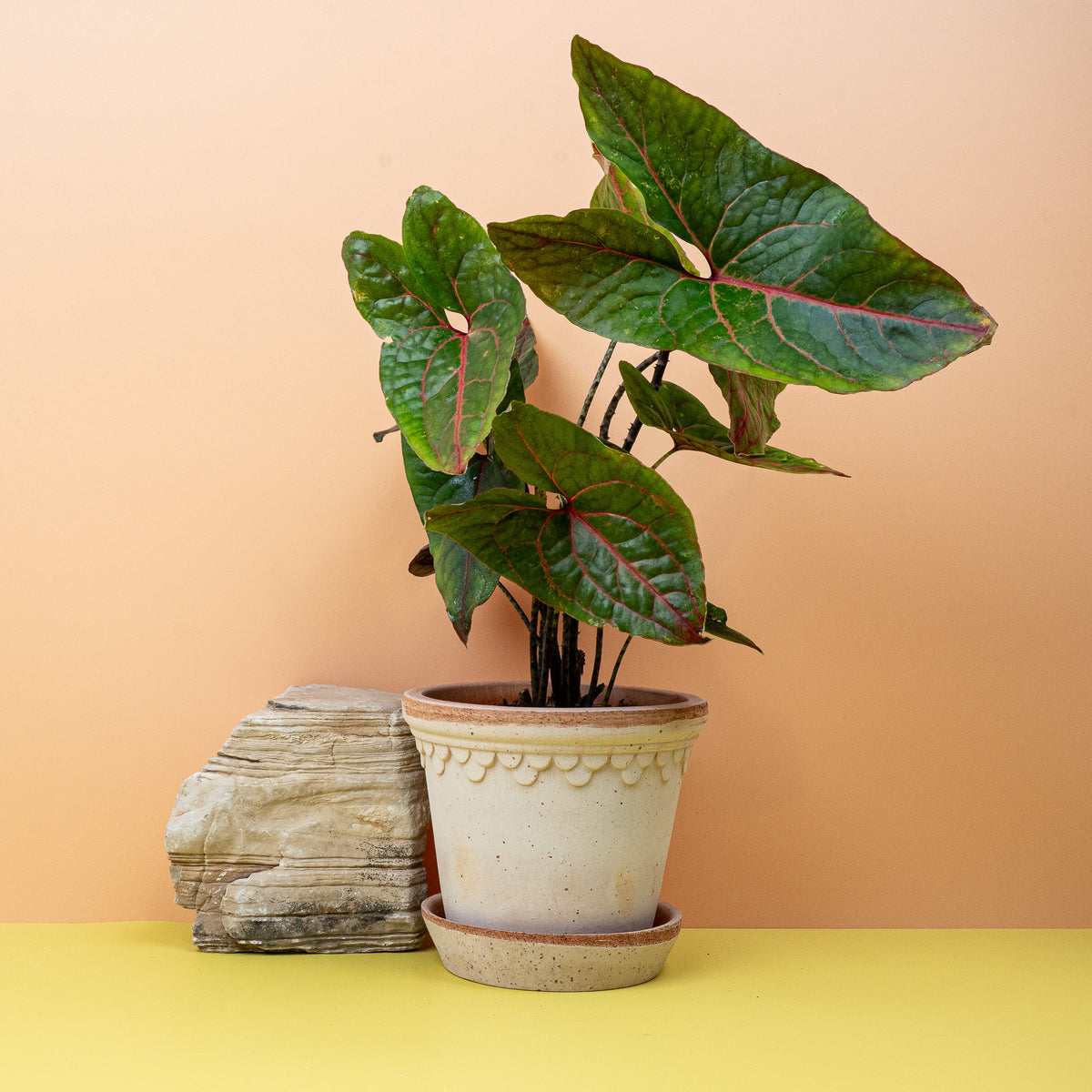 Alocasia Black Jack, tiefdunkle fast schwarze Blätter – potflourri
