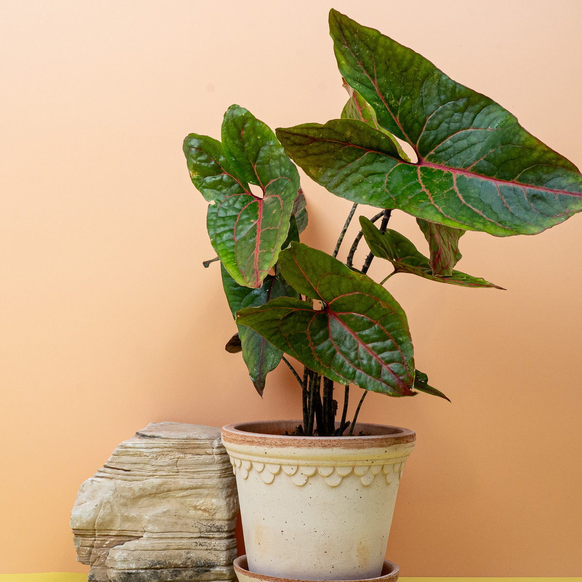 Alocasia Black Jack, Gesamtansicht der Pflanze