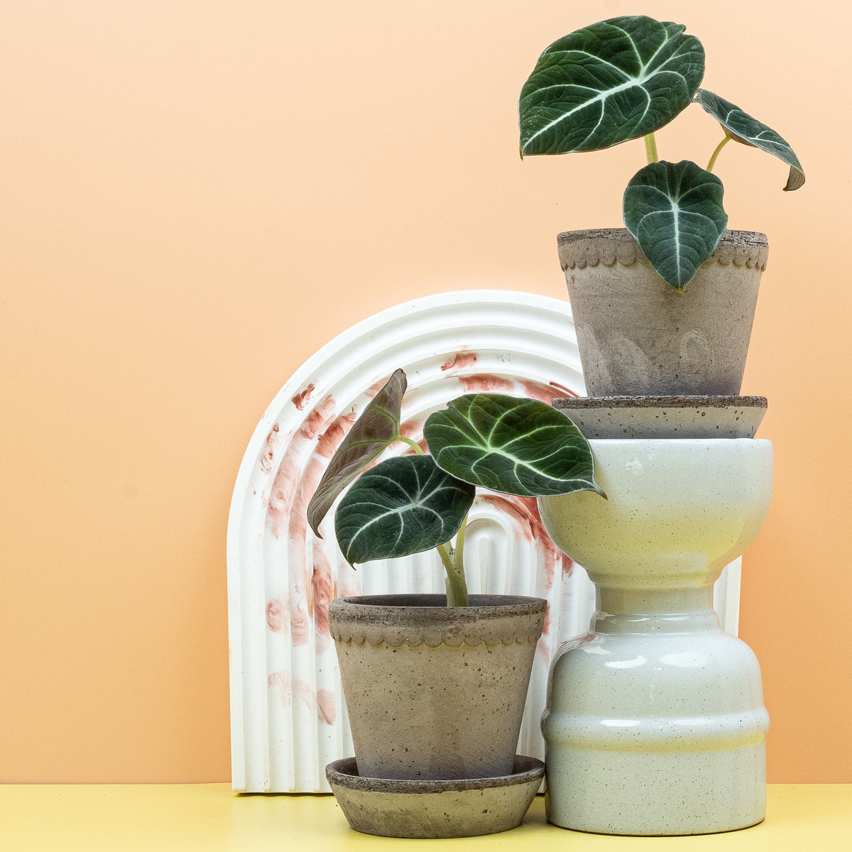 Alocasia Black Velvet, samtige fast schwarze Blätter der Alocasia reginula – potflourri