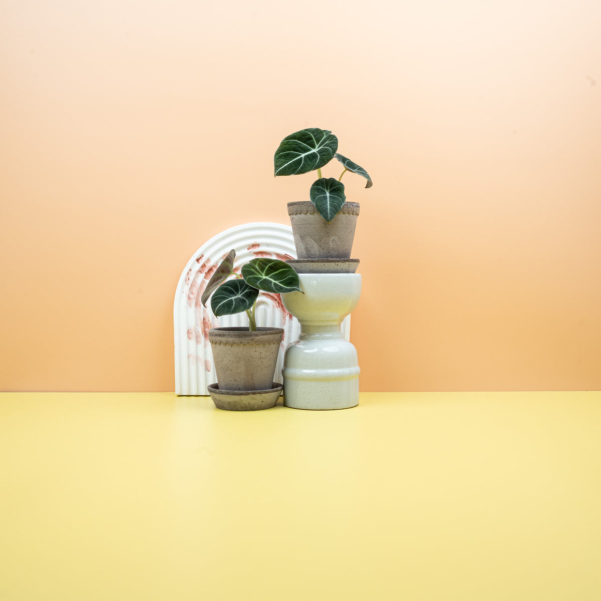 Alocasia Black Velvet mit silbrig-weißen Blattadern auf dunklem Blatt – potflourri