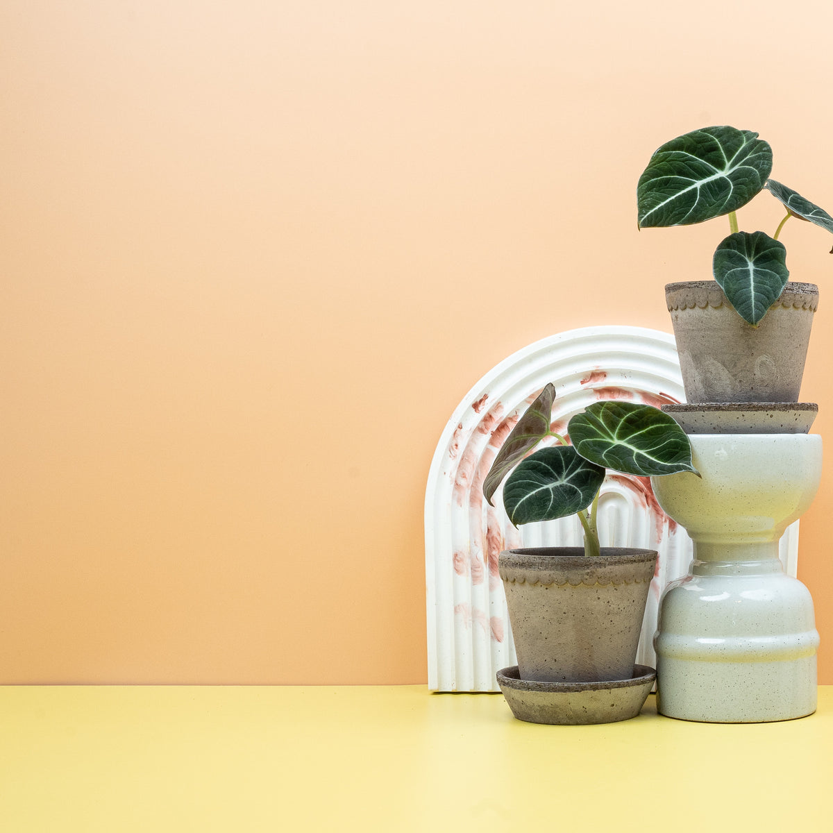 Alocasia Black Velvet, kompakte dunkellaubige Zimmerpflanze im Topf – potflourri
