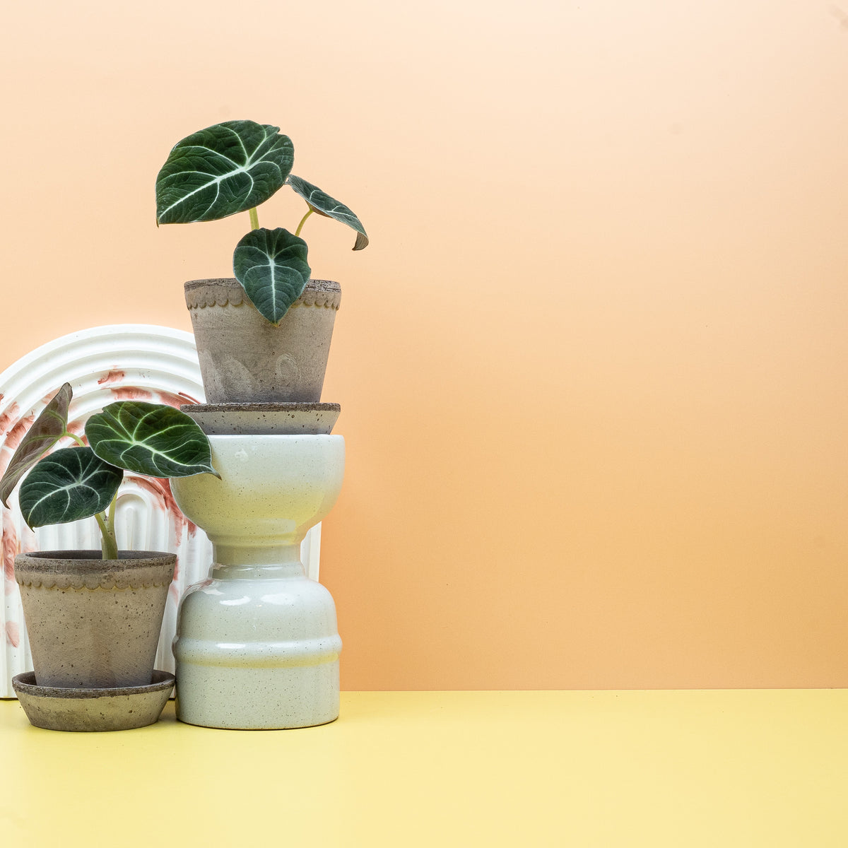 Alocasia Black Velvet, herzförmige Blattform der Alocasia reginula – potflourri