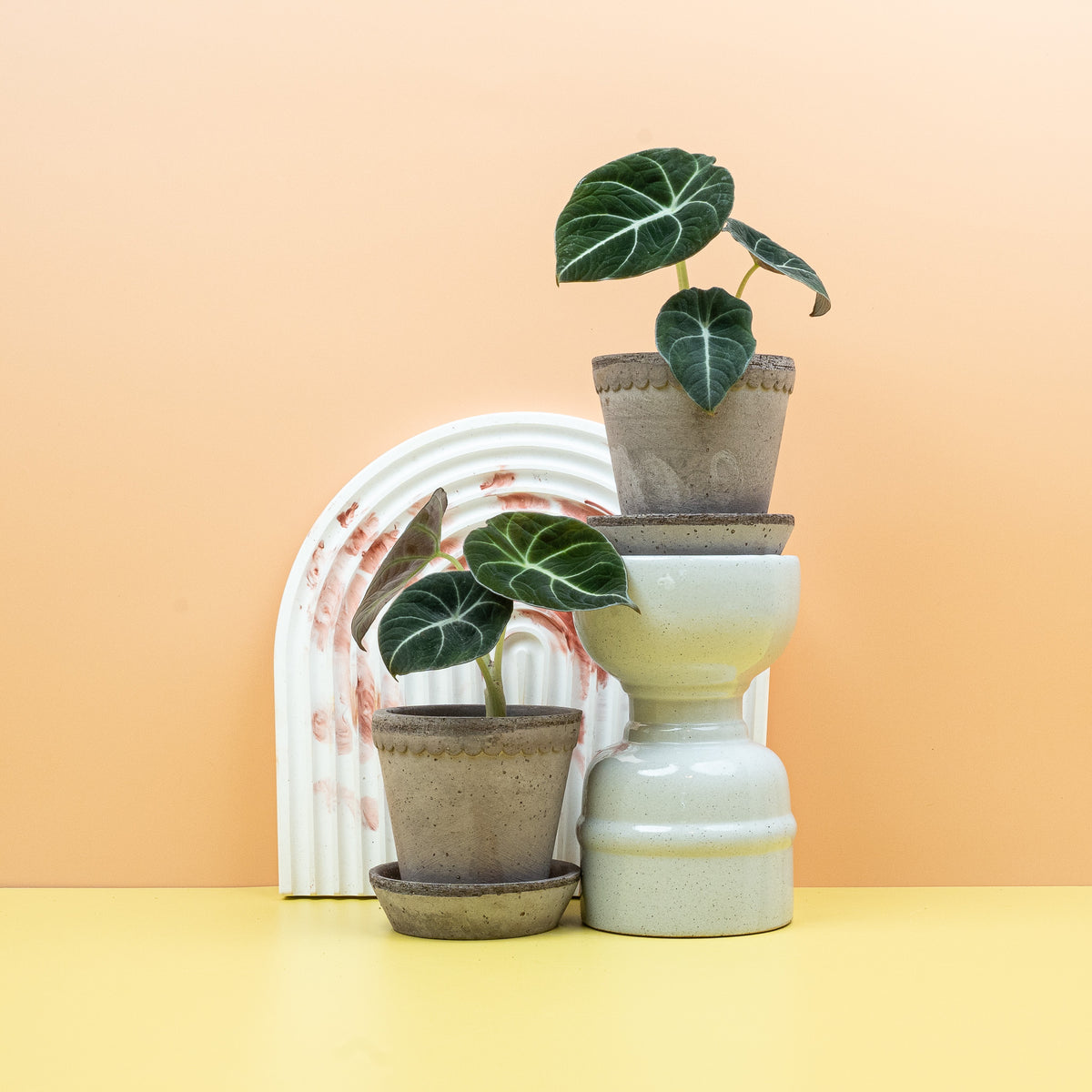 Alocasia Black Velvet als kompakte Statement-Pflanze fürs Regal – potflourri
