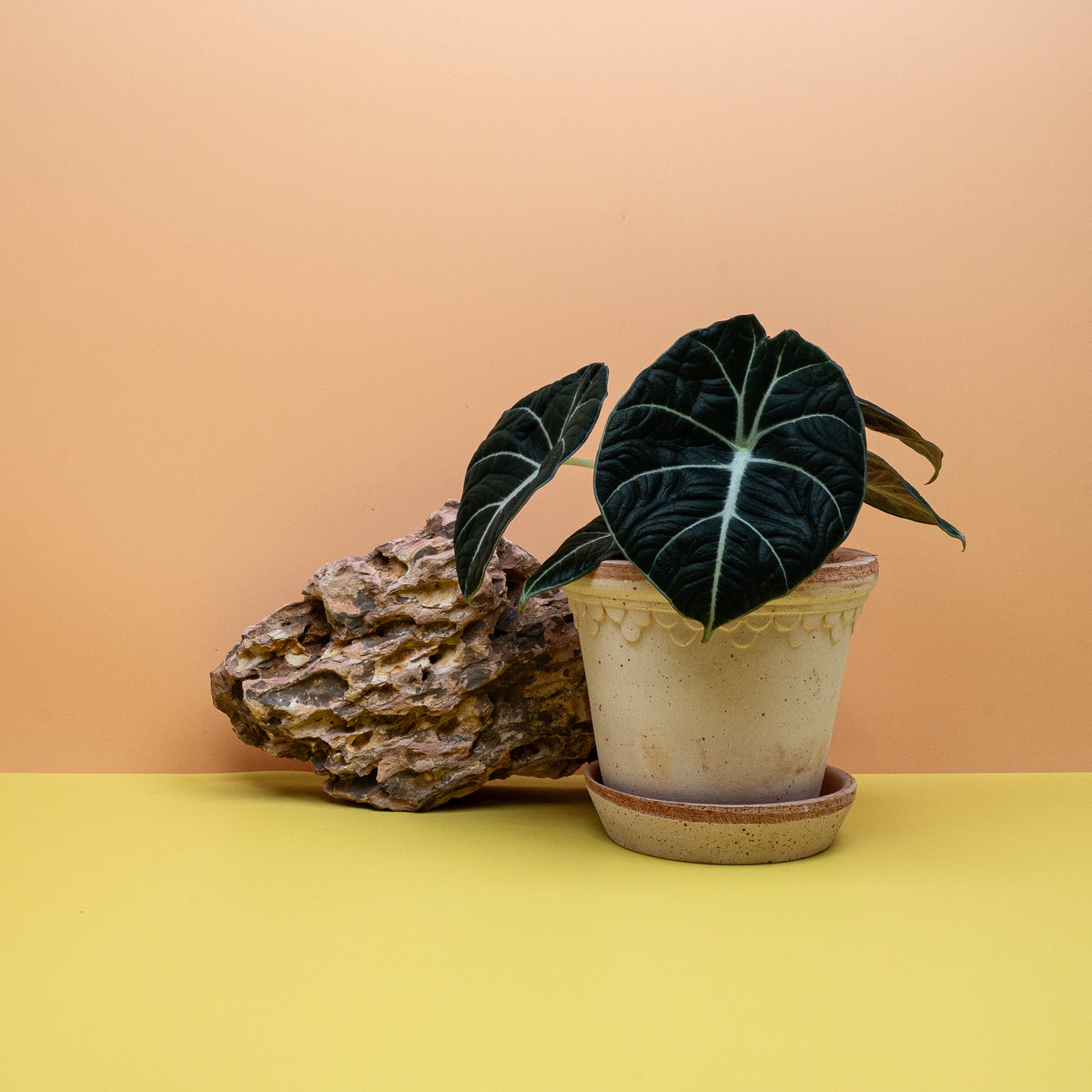 Alocasia Black Velvet – Zimmerpflanze mit samtigen Blättern – potflourri