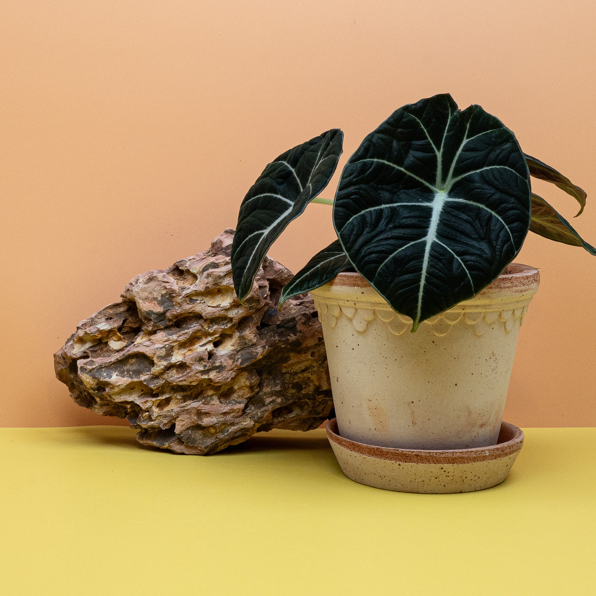 Alocasia Black Velvet, fast schwarze Blattfarbe