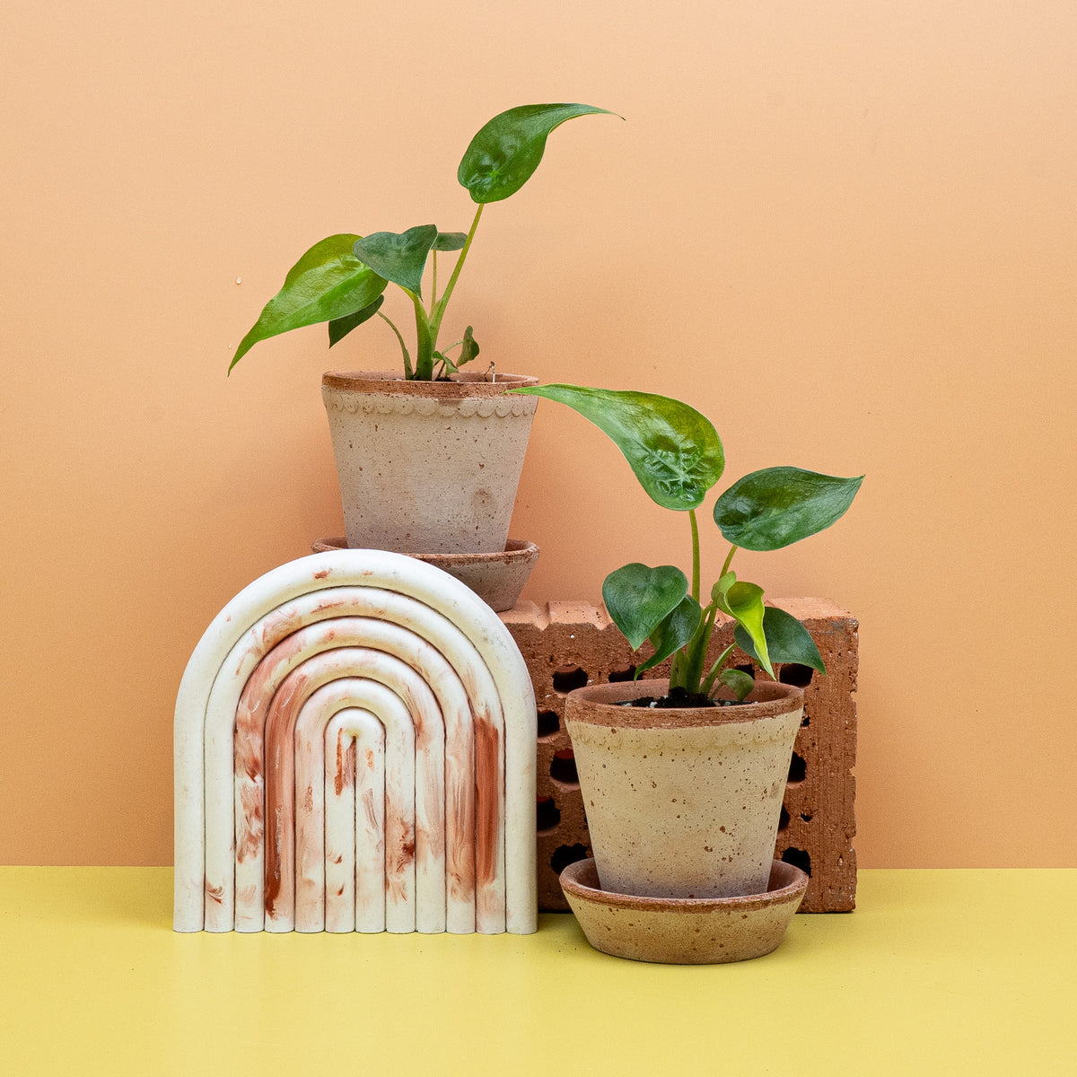 Alocasia Cucullata – weiche, harmonische Blattstruktur
