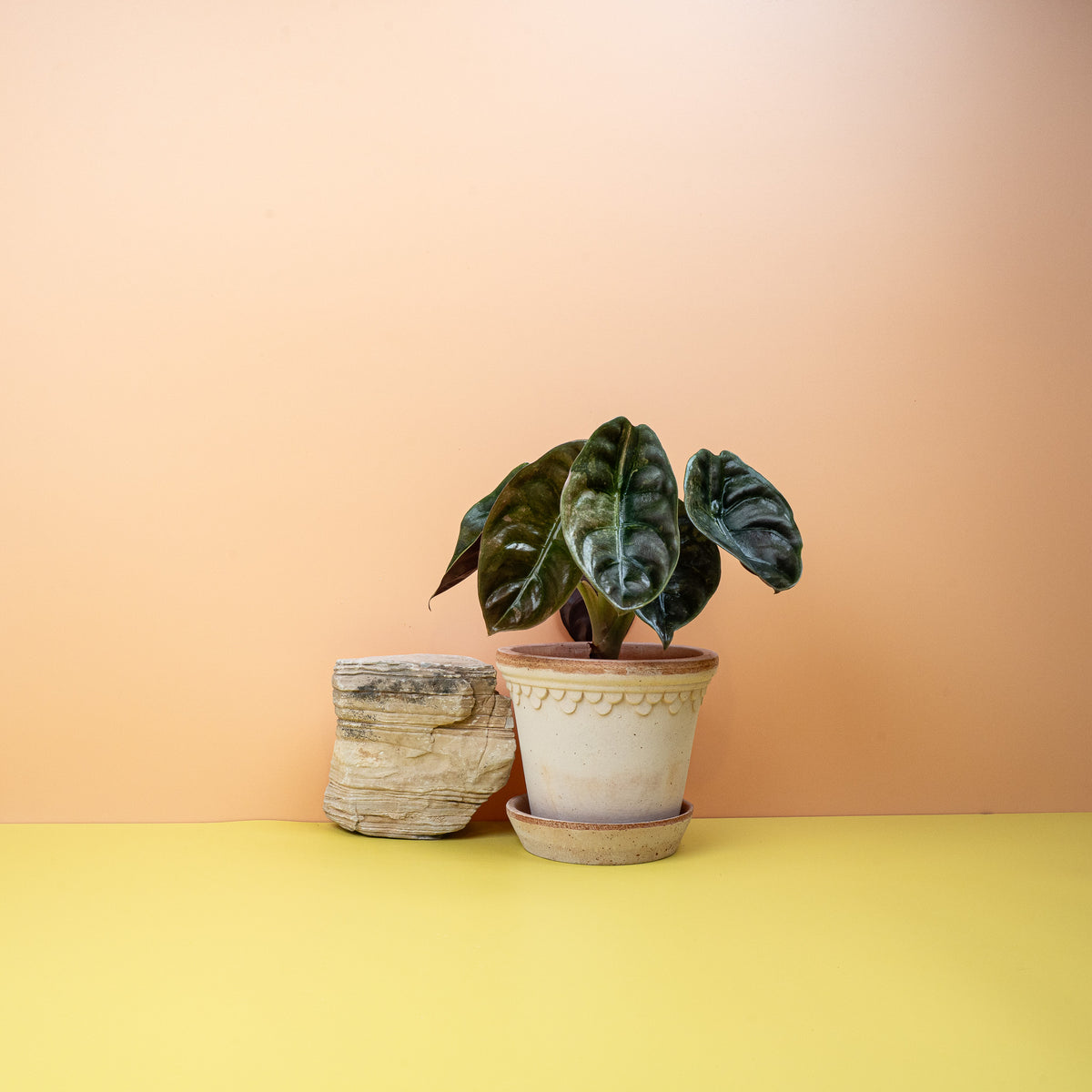 Alocasia Cuprea Red Secret Variegata mit mintfarbenen Blattbereichen
